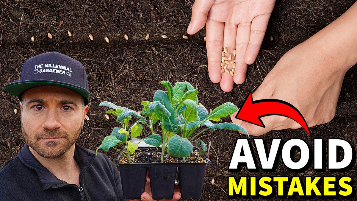 NCGardening's tweet image. New YouTube vid! These are the 9 BIGGEST MISTAKES gardeners make when starting #seeds! Learn how to avoid them for amazing success 🌱

youtu.be/5kaNgOcliTs?si…

—————————
#seedstarting #vegetablegardening #gardening