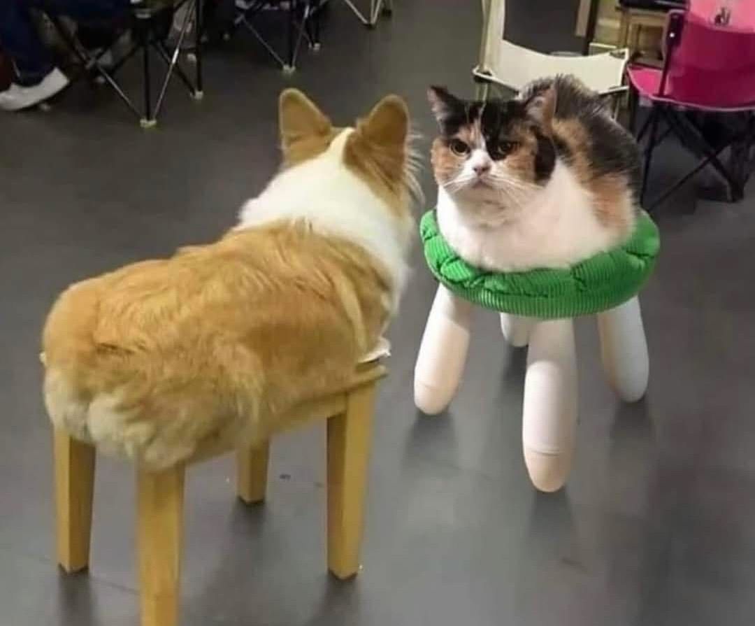 ShouldHaveCat's tweet photo. loaf duel https://t.co/jfs9BcrmtY