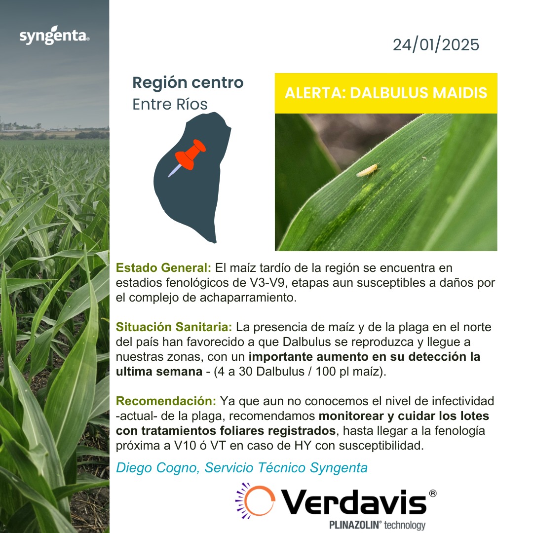 DiegoCogno's tweet photo. 🟡 Alerta amarilla: aumento en las detecciones de Dalbulus maidis en maices tardíos en estadios fenológicos de V3-V9 en la región 🌽🦟.
.
@Syngenta_ar #Verdavis
.
#PLINAZOLIN #Achaparramiento #Spiroplasma #Dalbulusmaidis #Dalbulus #Fitoplasma https://t.co/A5wS9EHzeg