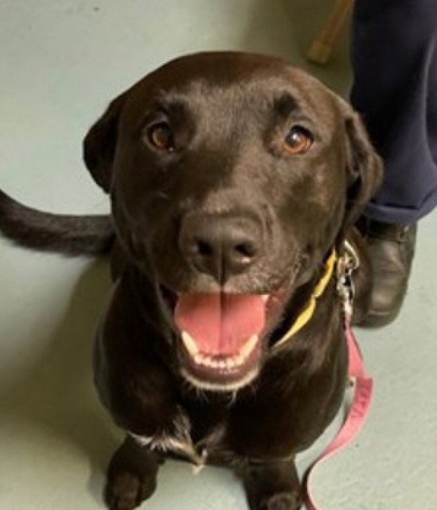 MoishesMom's tweet photo. Panther is in grave danger ‼️ 🚨🆘👇🏻
He’s a beautiful 4️⃣yr old Labrador Retriever who’s terrified at NYCACC😭
He’s on a temporary hold until Feb 2️⃣😭
We need 2️⃣ find a #Rescue #FosterASAP 2️⃣ secure his release 🙏🏻
#UrgentPledges4️⃣Panther ID #218802 🚨🆘🚨👇🏻Let’s get this done https://t.co/uasraIfXx5