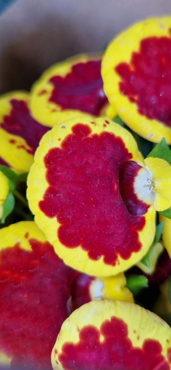 Calceolaria integrifolia L.
Capachito arbustivo.