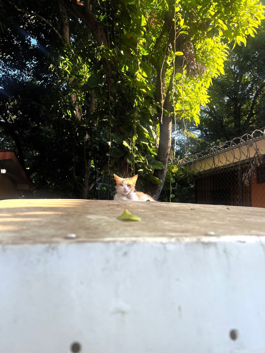 Ginacocop's tweet photo. Lo sigue buscando 😭 https://t.co/EzrUHdnf66