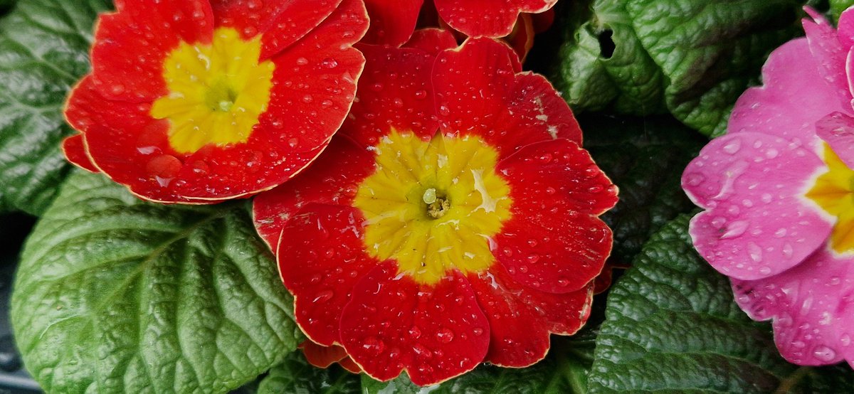 Prímula x polyantha Mill.
Flor de San José,  o Primavera.