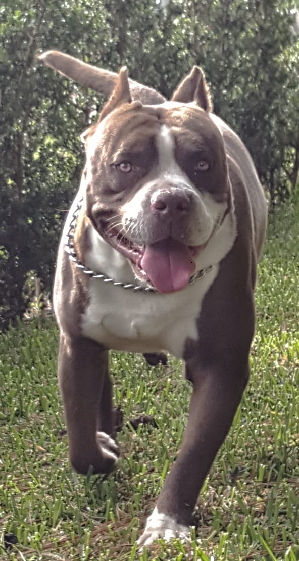 Rojonotecallen's tweet photo. El #StarPro de este monstruo subió de precio. Gracias #ChuchoTriste https://t.co/IJj6lDxXyg