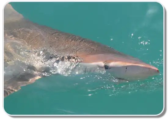 SharkiesOTD's tweet photo. ♡ Copper Shark https://t.co/LbaTtB97Ts