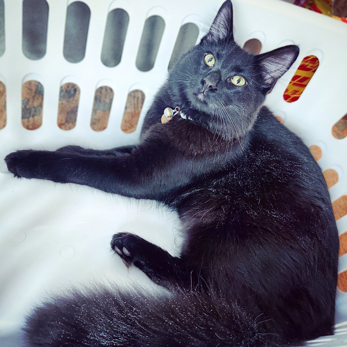 Resting up for #Caturday festivities tomorrow😸🐾

#jellybellyfriday #CaturdayEve #cats #CatsOfTwitter #AdoptDontShop #CatsOnTwitter