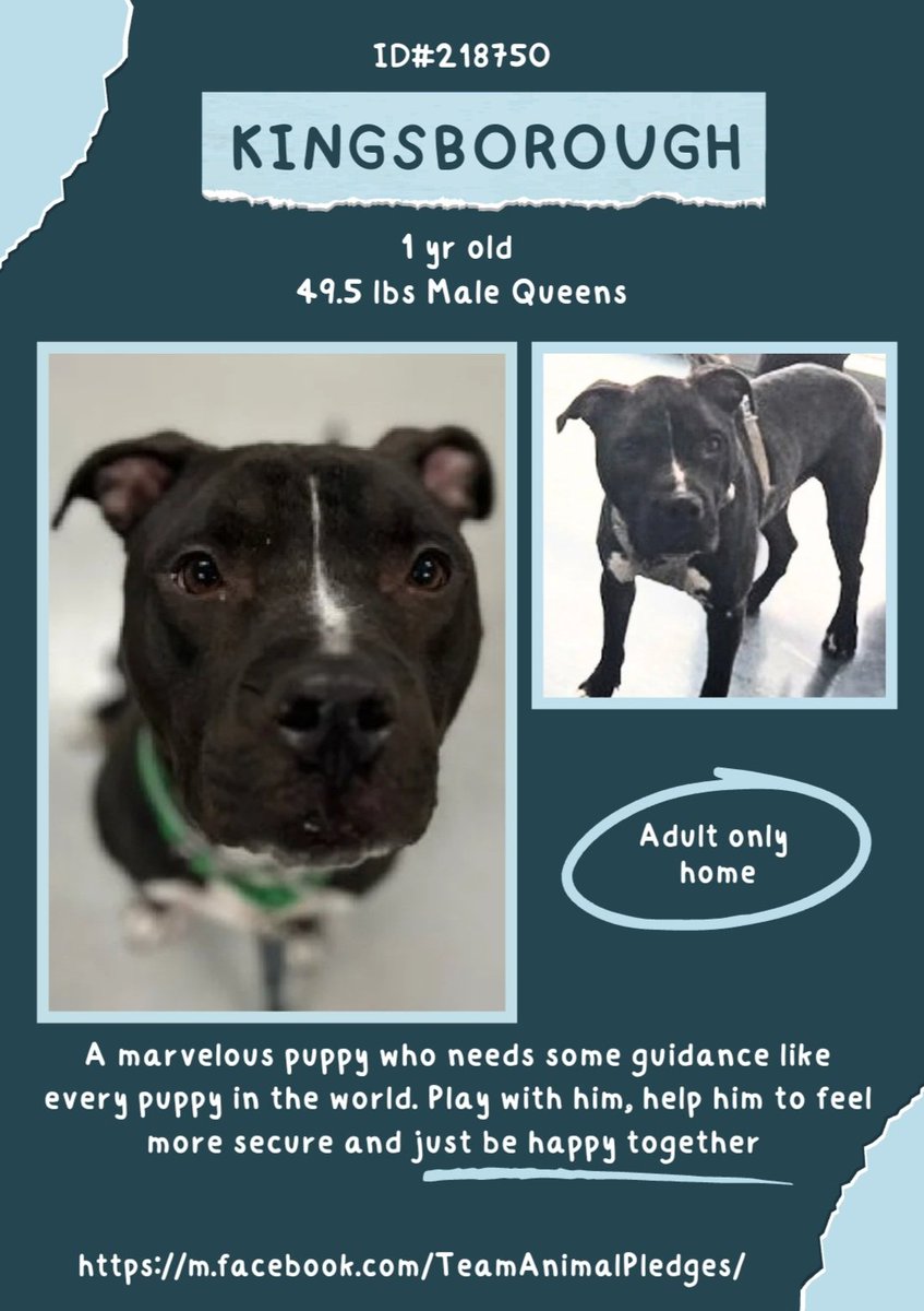 EASpenser's tweet photo. KINGSBOROUGH, age ~1 #AnotherPuppy💔
What a gorgeous boy (#YayEars!)
https://t.co/6Qbt458ZoJ
No history but we already know he'll need
#MannersTraining
#Patience
#Routine
#LotsOfExercise
#NoSnapJudgments
#Time
(So many "little kid" #puppies, #NYC😭)
#Adopt #Foster #Pledge4Rescue https://t.co/e66uGFH1rN