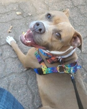 anja_brckner3's tweet photo. Sweet #Amy is still waiting at #NYCACC ❗ Please #help her find her #HappyEnd 💜🙏🏻 https://t.co/8qj9SvB5Ok