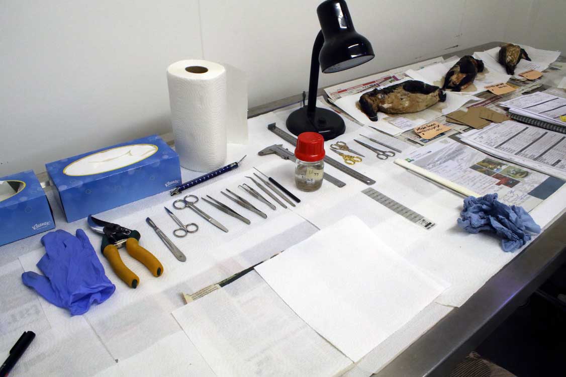 Dan Turner (@dant_coast) on Twitter photo Friday, 24 Jan 2025.
Working <a href="/NCLDoveMarine/">NCL Dove Marine Lab</a> this week we processed 8 razorbills in detail and gathered many tissues for further study. The days passed well in good company. It is always great to be there! Such a marvellous location. (Photo: 21 Jan 2025). @NENature_ <a href="/NorthWildlife/">Northumberland Wildlife Trust</a> Friday, 24 Jan 2025.
Working <a href="/NCLDoveMarine/">NCL Dove Marine Lab</a> this week we processed 8 razorbills in detail and gathered many tissues for further study. The days passed well in good company. It is always great to be there! Such a marvellous location. (Photo: 21 Jan 2025). @NENature_ <a href="/NorthWildlife/">Northumberland Wildlife Trust</a>