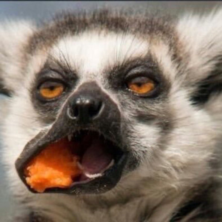 JNyabyend's tweet photo. @Corballyred Liverpool owners when we talk about contract situation. 😂😂😂😂 https://t.co/EWAHyUJPJG