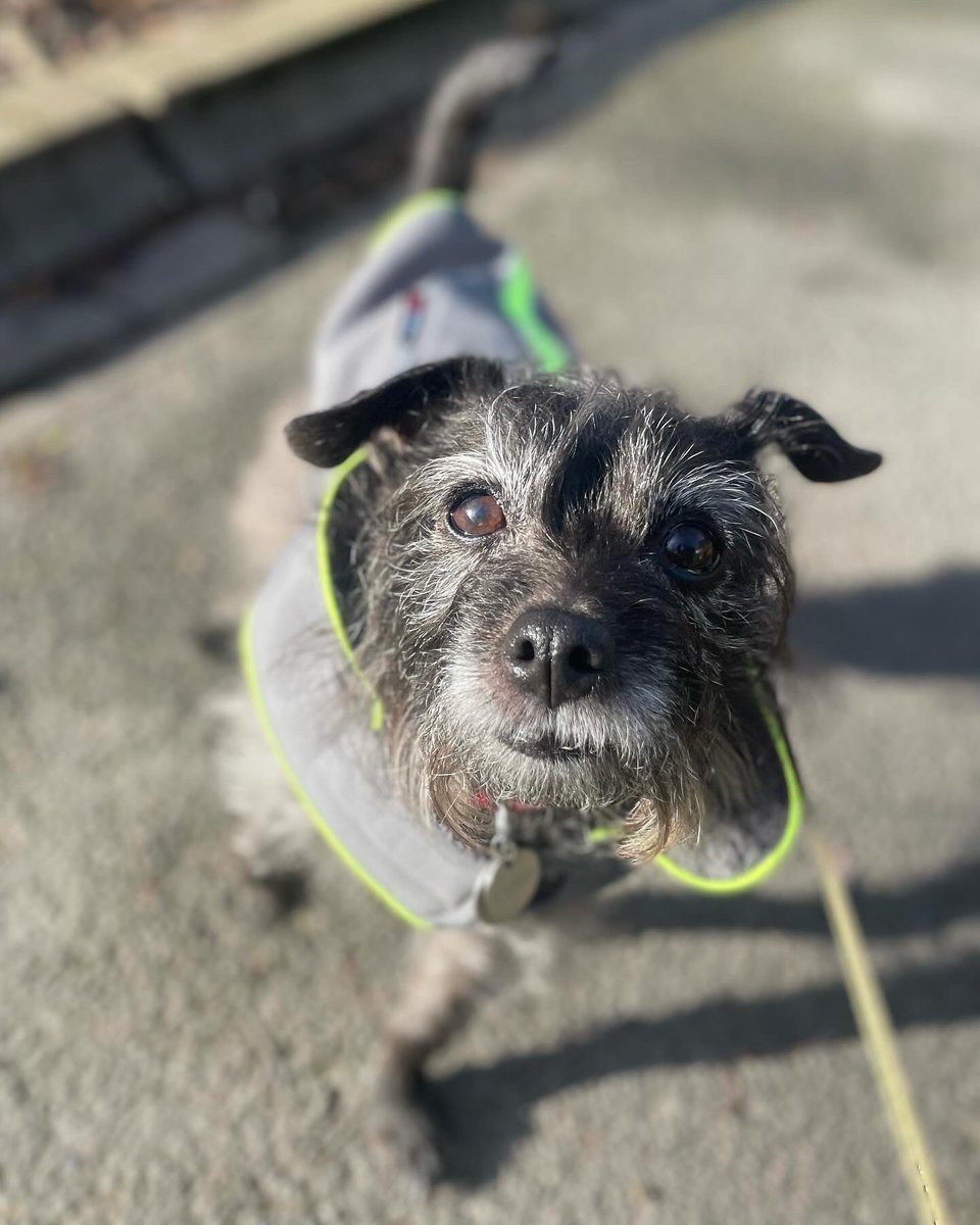 AshleighHaddad's tweet photo. Trico would like to encourage all tiny dogs in the UK who are having to endure the WINDIEST walkies this weekend to HOLD STRONG, COMRADES!! THINK HEAVY THOUGHTS!
#StormEowyn #tinydog https://t.co/xj10NB01KI