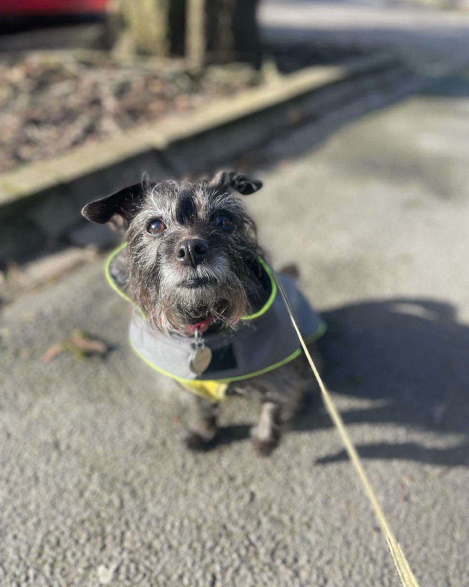 AshleighHaddad's tweet photo. Trico would like to encourage all tiny dogs in the UK who are having to endure the WINDIEST walkies this weekend to HOLD STRONG, COMRADES!! THINK HEAVY THOUGHTS!
#StormEowyn #tinydog https://t.co/xj10NB01KI
