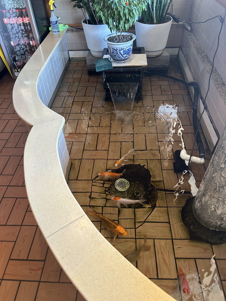 barbourlover's tweet image. Chinese buffet koi pond is one of the more ridiculous things I’ve ever seen.