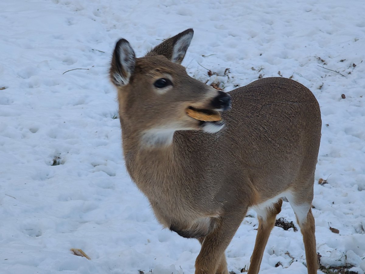 zack_paden's tweet photo. Stay warm little dude. #YardDeer https://t.co/sYBDZpgmnQ