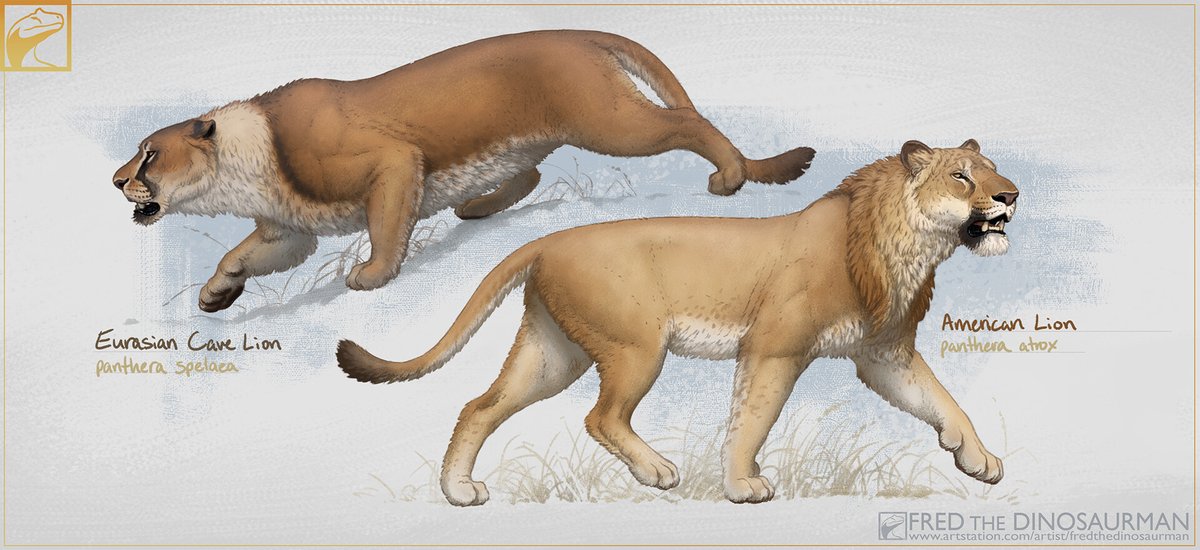 Ice Age Lions: atrox &amp; spelaea
artstation.com/artwork/6LOV0W