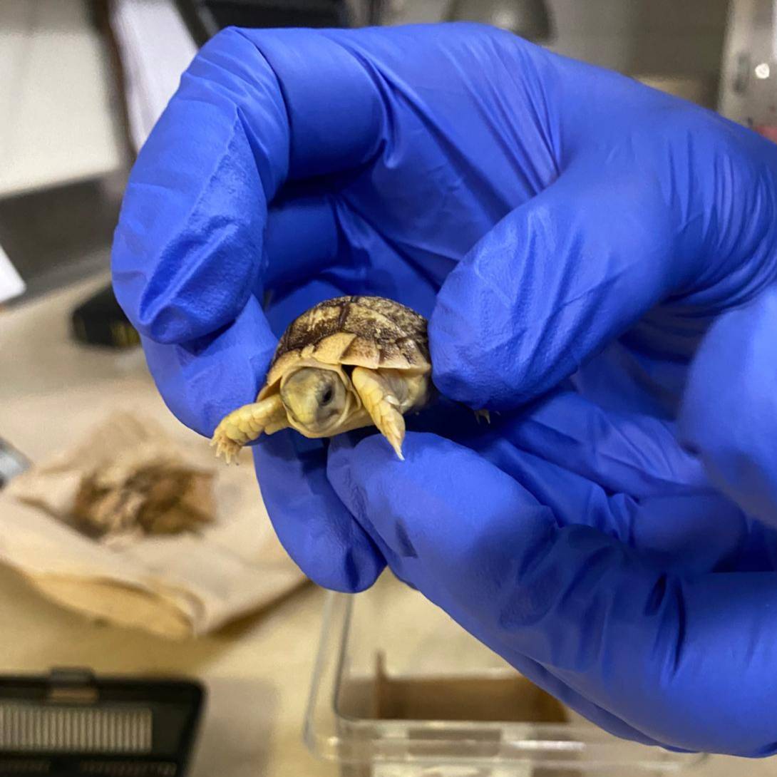 We’re continuing with our countdown to #ReversetheRedDay on February 7th by turning the spotlight to a tortally amazing conservation win from last year—the successful hatching of two Critically Endangered Egyptian tortoises! 🐢

#YourZooYYC #BiodiversityMatters #ConservationWorks