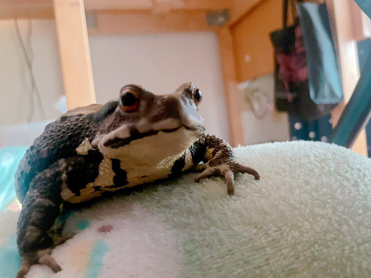 pukupukuhawai's tweet photo. ぶんぶん

😠#ヘケヘカ応援中
#ヒキガエル
#アメフクラガエル #commonrainfrog #カエル #animals #動物 #cute  #シュール #surreal #両生類 #amphibian #かわいい #きなこまぶしわらびもちがえる #饅頭蛙 https://t.co/erlDdANGwI