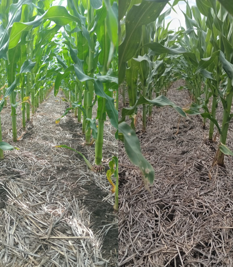 Maiz Tardio en Zona Pieres. Sin fertilizante, y doble dosis de Nitrogeno. Calibrando modelo N en Maiz Tardio. Me falto la foto de productor 🙃.Colaboracion <a href="/VientoSurAgro/">Viento Sur</a> <a href="/GRSueloCultivo/">GrupoSuelos Balcarce</a> <a href="/AapreMDQFangio/">Aapresid MDQ-JM Fangio</a>