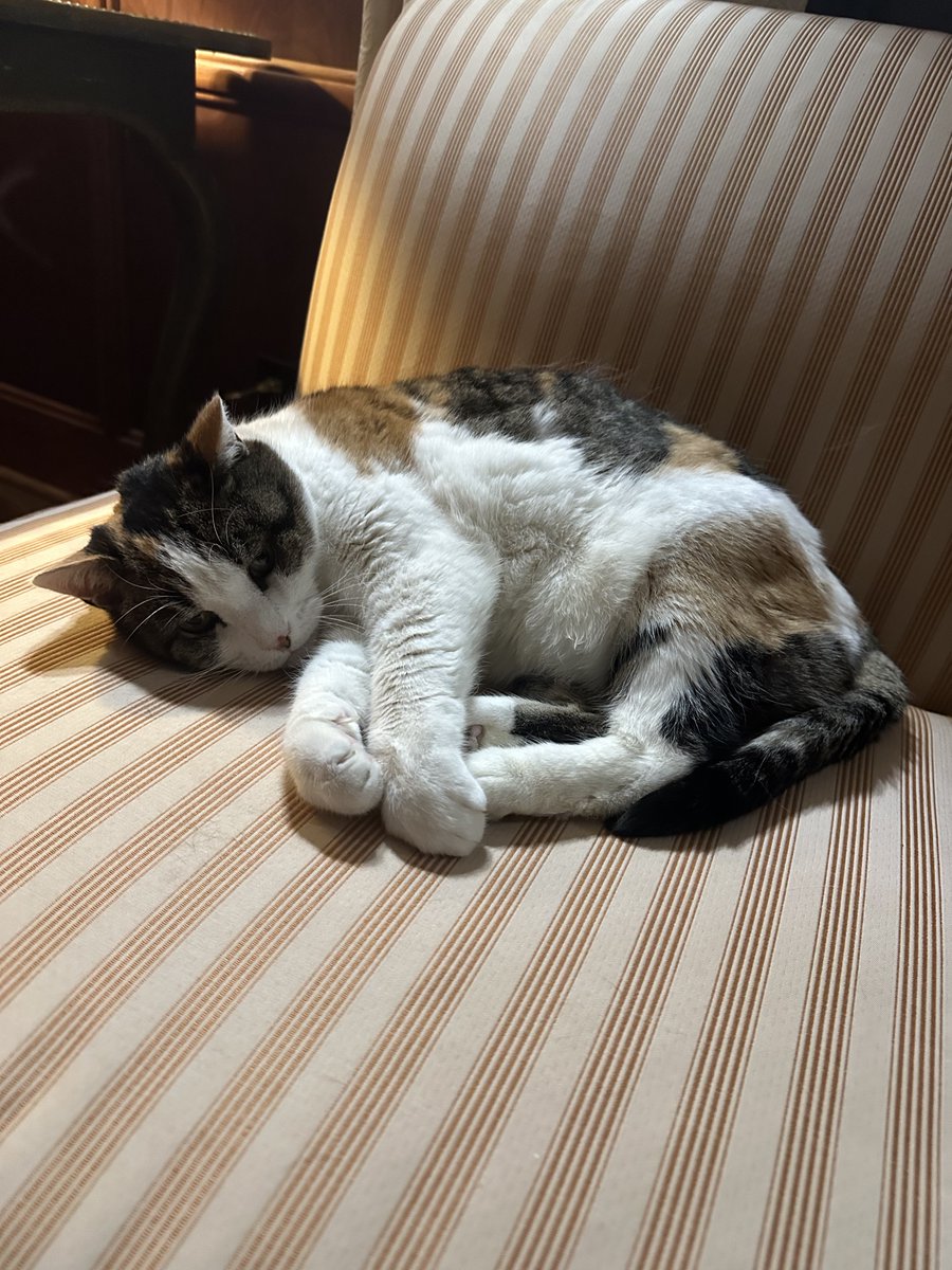 All this snow and cold weather calls for a good cat nap. Don't fur-get to stay warm petstituents!