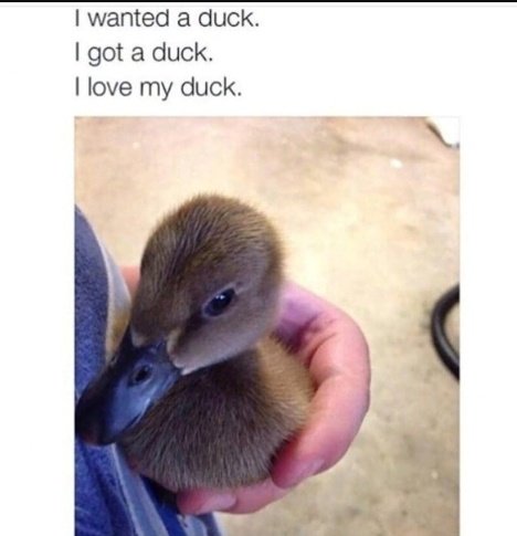 Bobby_jax1's tweet photo. #XRPDuckRebels #NFT #XRPCommunity
@XRPduckrebels
Get yours on @xrpcafe https://t.co/se9RMQxJzF