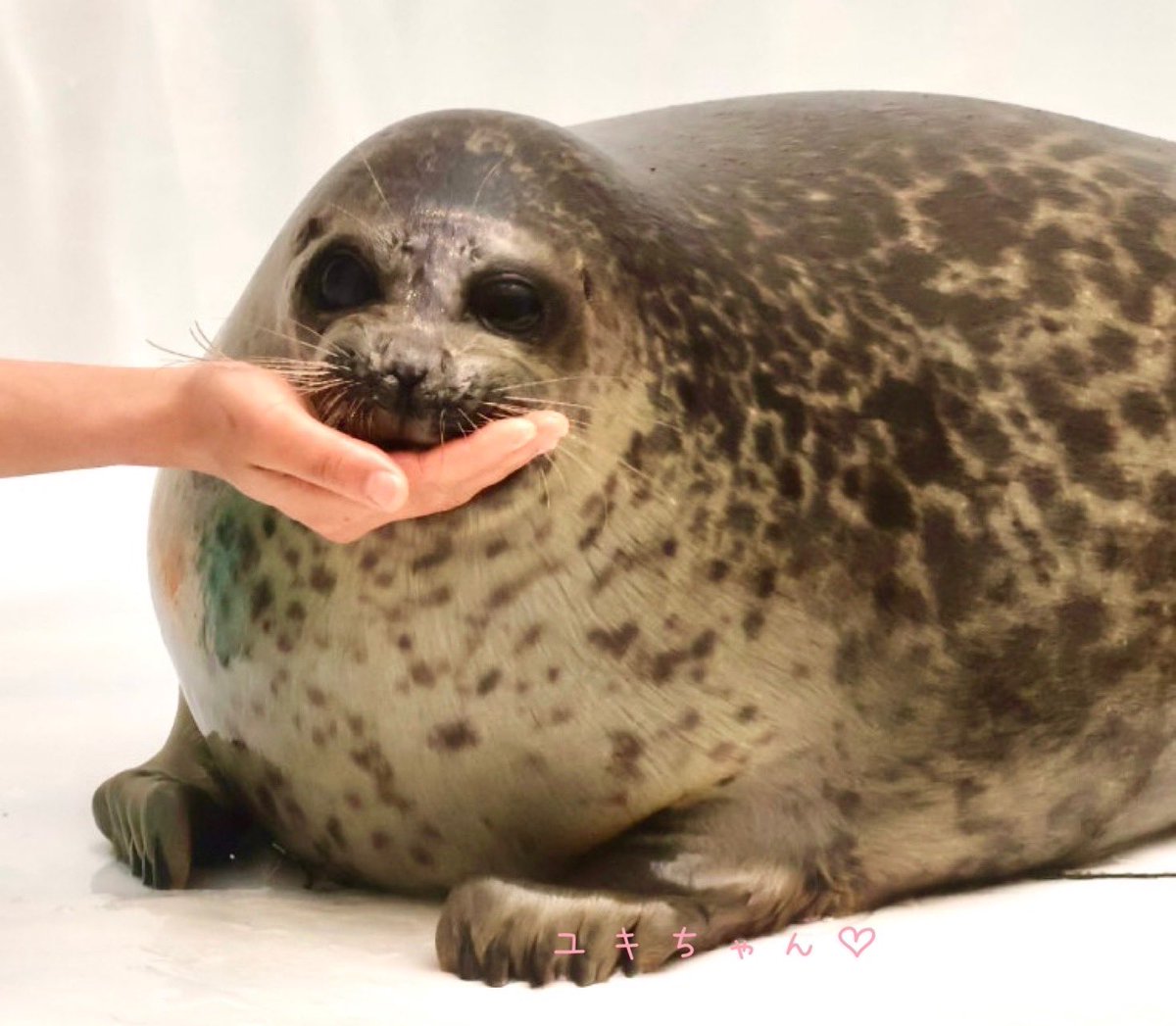 3zo0401's tweet image. 小顔のユッキィィィ♡♡
顎のせユッキィィィ♡♡
R7.01
#海遊館 #ワモンアザラシ #ミゾレちゃんのズッ友ちゃん