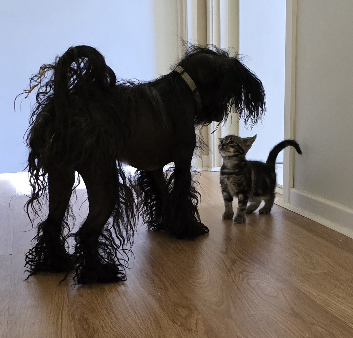 I've interviewed this zom suspect🤭 Apparently he's my foster bro so I'll commence his training whilst he's waiting to be big enough to find his own family 😊🐈‍⬛🩷 #ZSHQ <a href="/ZombieSquadHQ/">ZombieSquadHQ💖💚🧡💚🩵©</a>