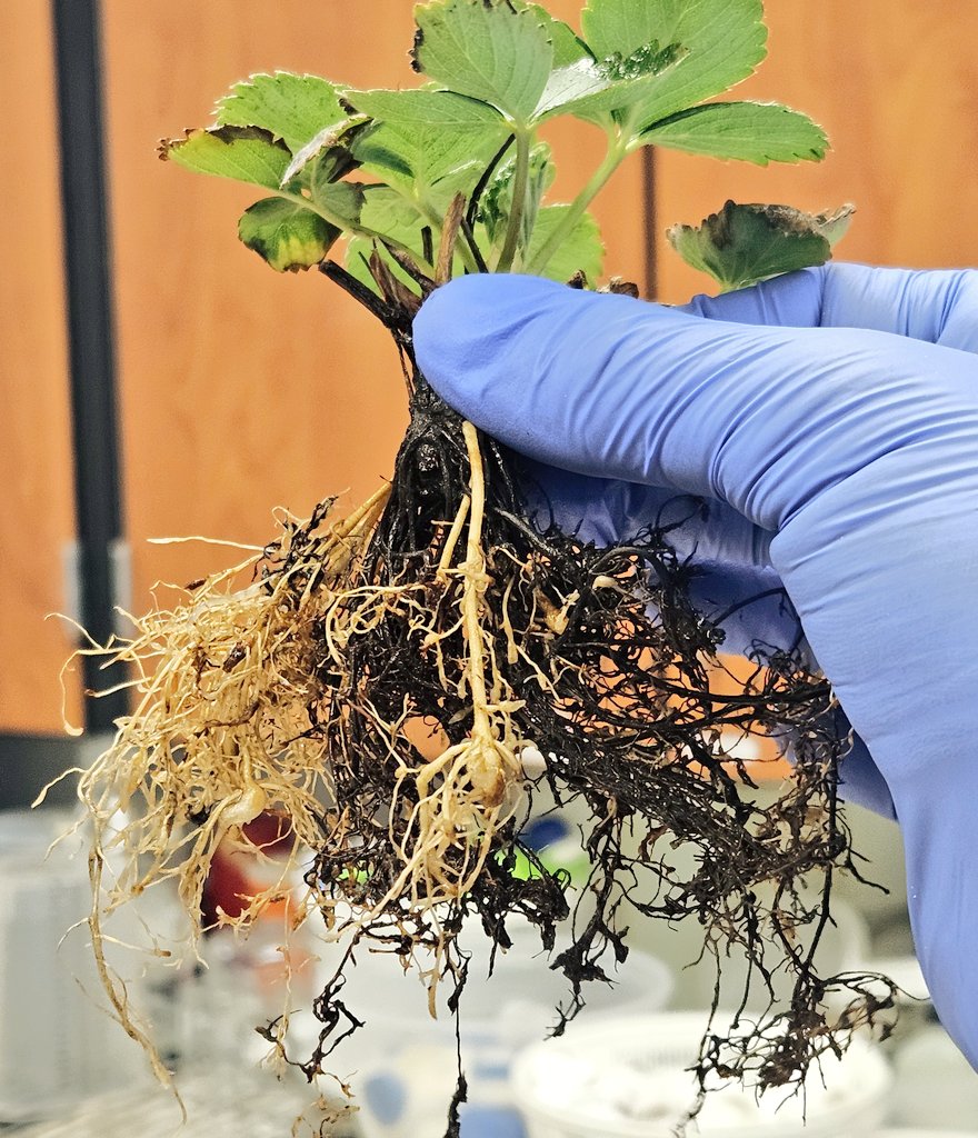 David A. Moreira Cálix tweet media