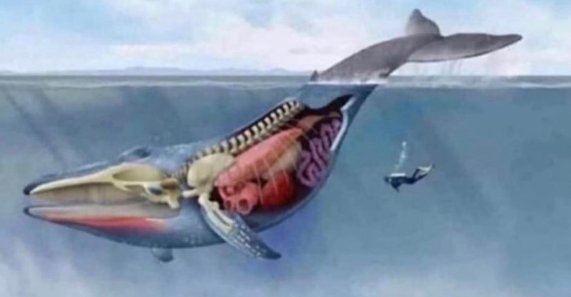 Amer1can_Barbie's tweet image. The blue whale has a vagina big enough to fit 6 grown men. This makes it the second biggest pussy in the world…next to Mitch McConnell.