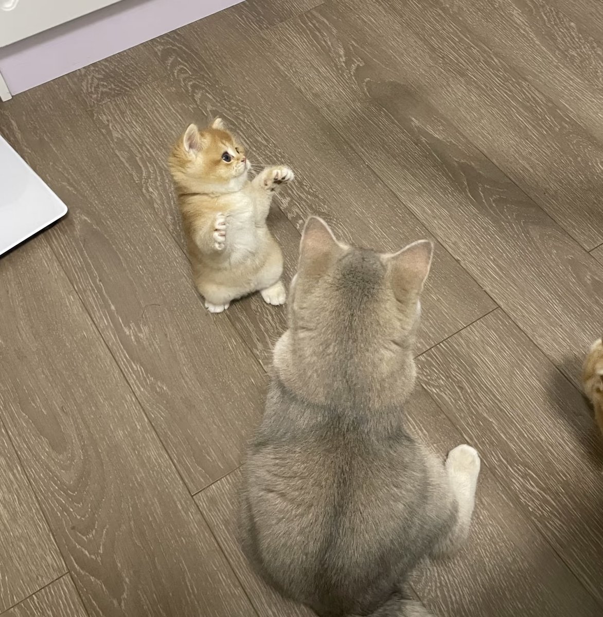 DonnaMartin87's tweet photo. What are they communicating? #cat https://t.co/RJt9pOBYe2