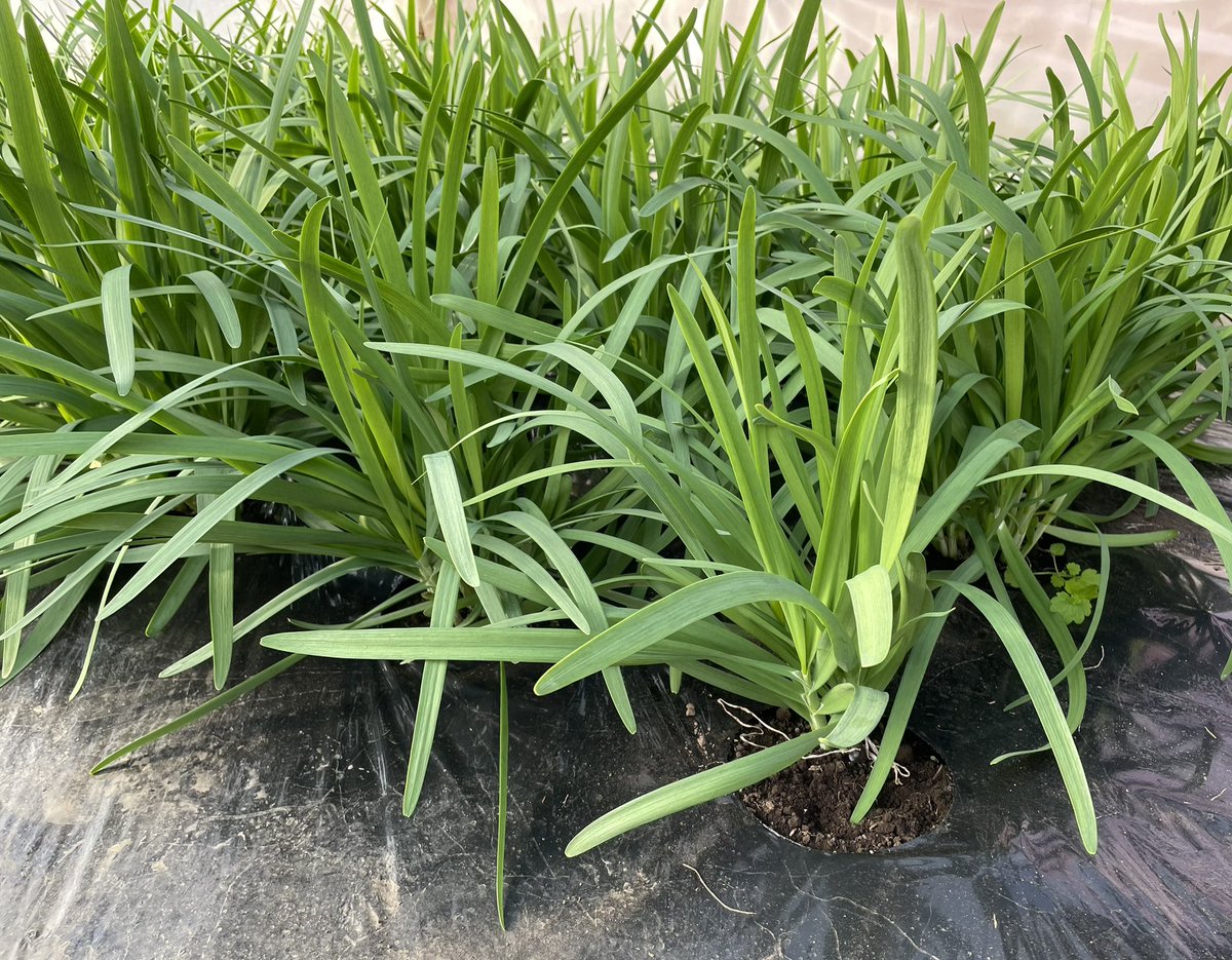 cl7_mayo's tweet photo. 6月に植えたニラが年明けに初収穫になった。葉が太くて柔らかそう。これを1番刈りと言う。

#栃木県 #農業大学校 #就農 #にら#初収穫#1番刈り https://t.co/PkS5qcZQ00