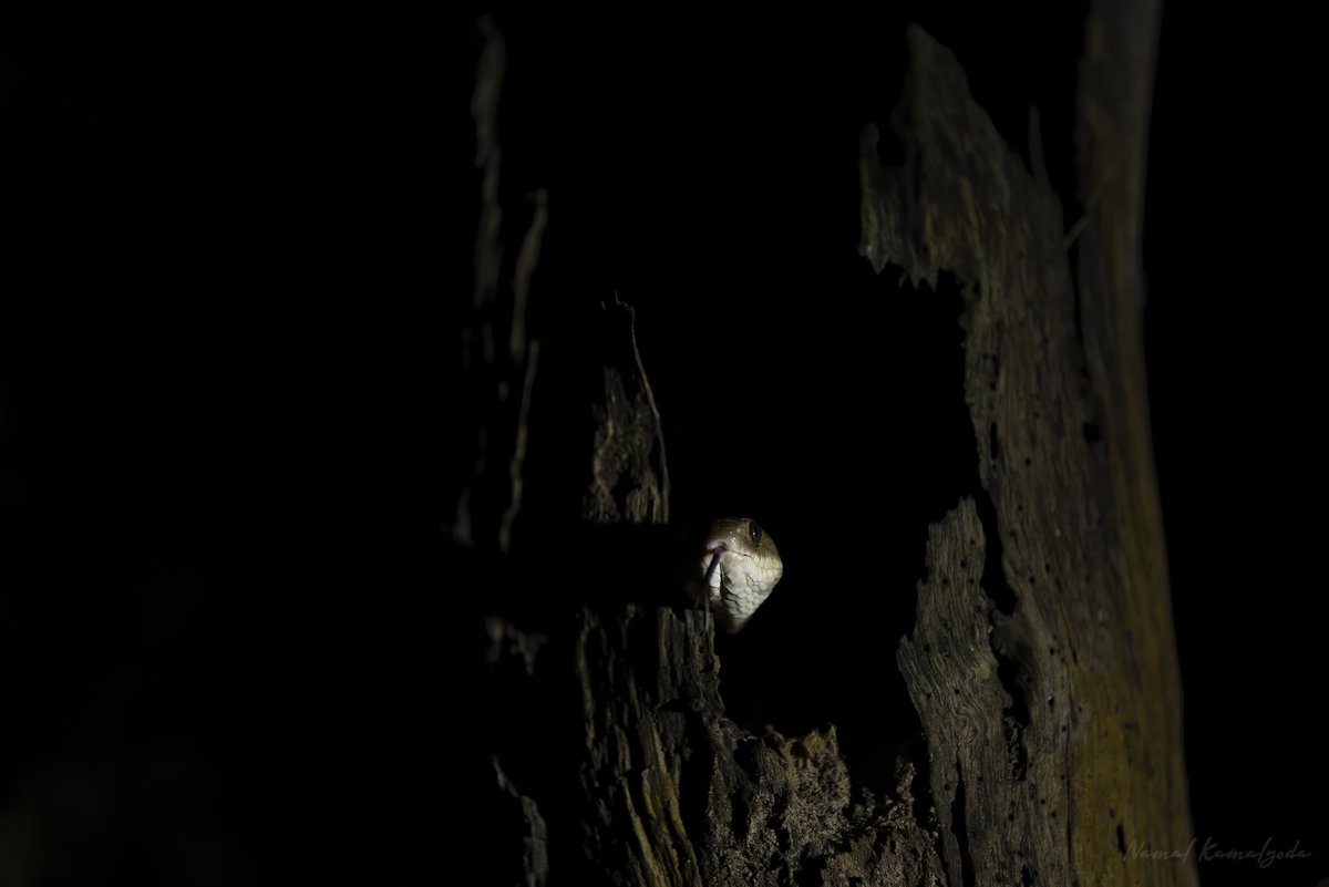 Namalkamalgoda's tweet photo. A Fosten's Catsnake peeps out the nest hole of the unfortunate Brown headed Barbet and it's chicks that it just had for dinner.
#srilanka #travel #srilankansafari #wilpattu #canonwildlife #lenscoat #snake #reptilesofinstagram #catsnake #nature #wild #WildlifePhotography #natgeo https://t.co/XJtVsI4M2w