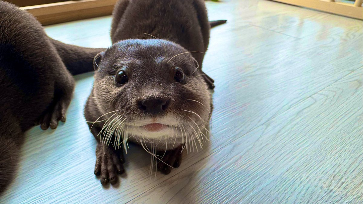 Ui had a swelling from her left cheek to her neck and went to the hospital yesterday in a hurry.
They said it was a swelling of the lymph gland.
ういさん、左頬から首にかけて腫れ上がり、昨日急遽病院に行ってきました。
リンパ腺の腫れで、腫瘍の類ではないらしい。