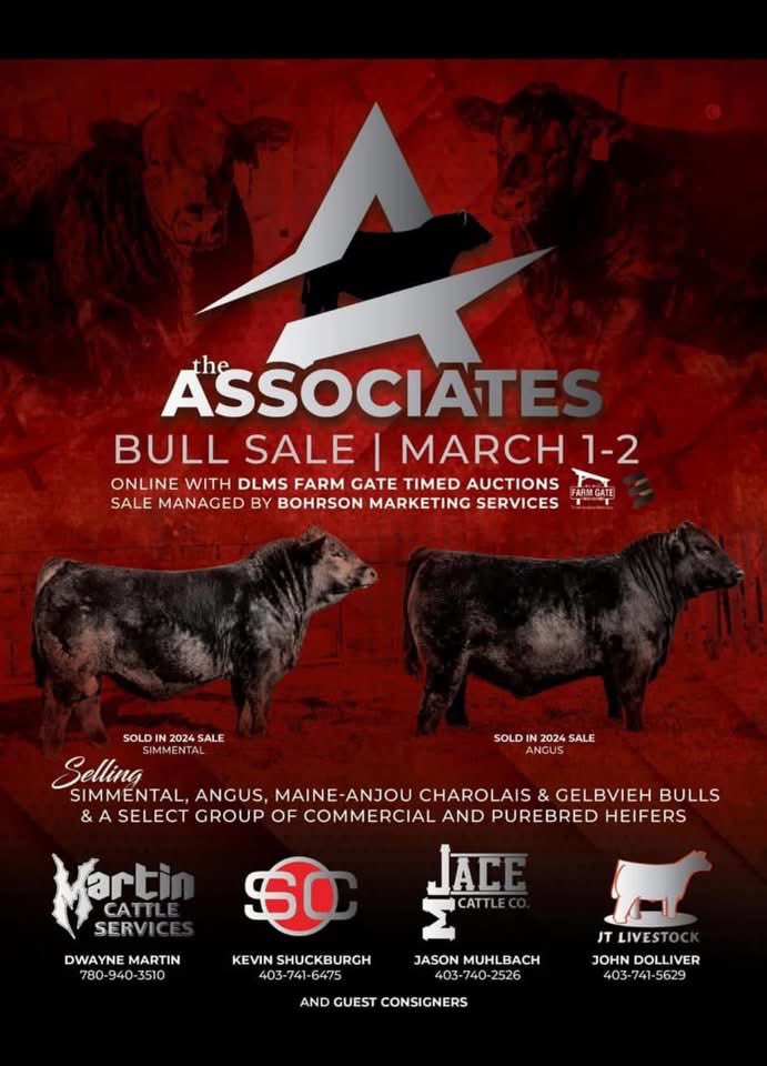 Bull picture day. That was a new thing for me. 
We were able to find some sunshine and calm weather on Wednesday afternoon to get some pictures of <a href="/jacecattle/">Jason Muhlbach</a> bulls for the Associates sale in Stettler on March 1st &amp; 2nd. 
They have been on an easy keeping ration of free choice