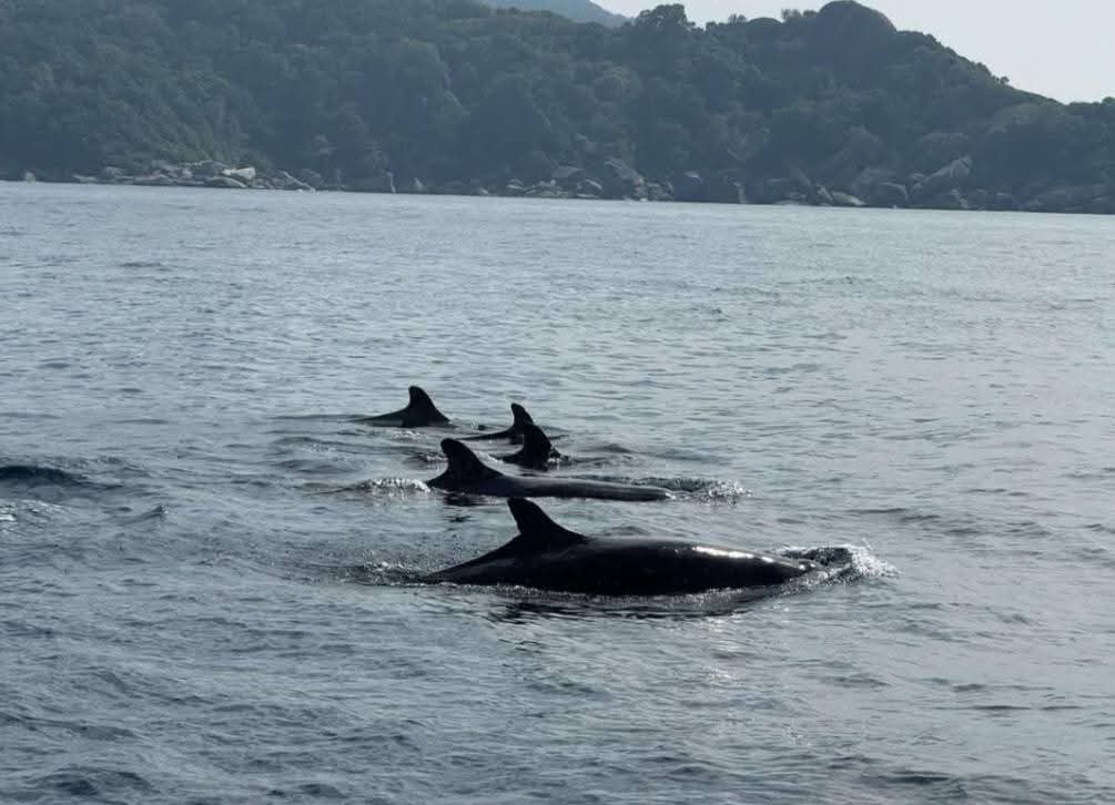 KhaosodEnglish's tweet photo. (1/2) Officials at Similan Islands Nat'l Park in Phang Nga spotted a pod of false killer whales near Island 9 (Bangu Island) while inspecting scuba diving boats on Jan 24. The pod is estimated to have around 100 whales. 
#falsekillerwhales #similanislands #phangnga #thailand https://t.co/3JgULcHvWx