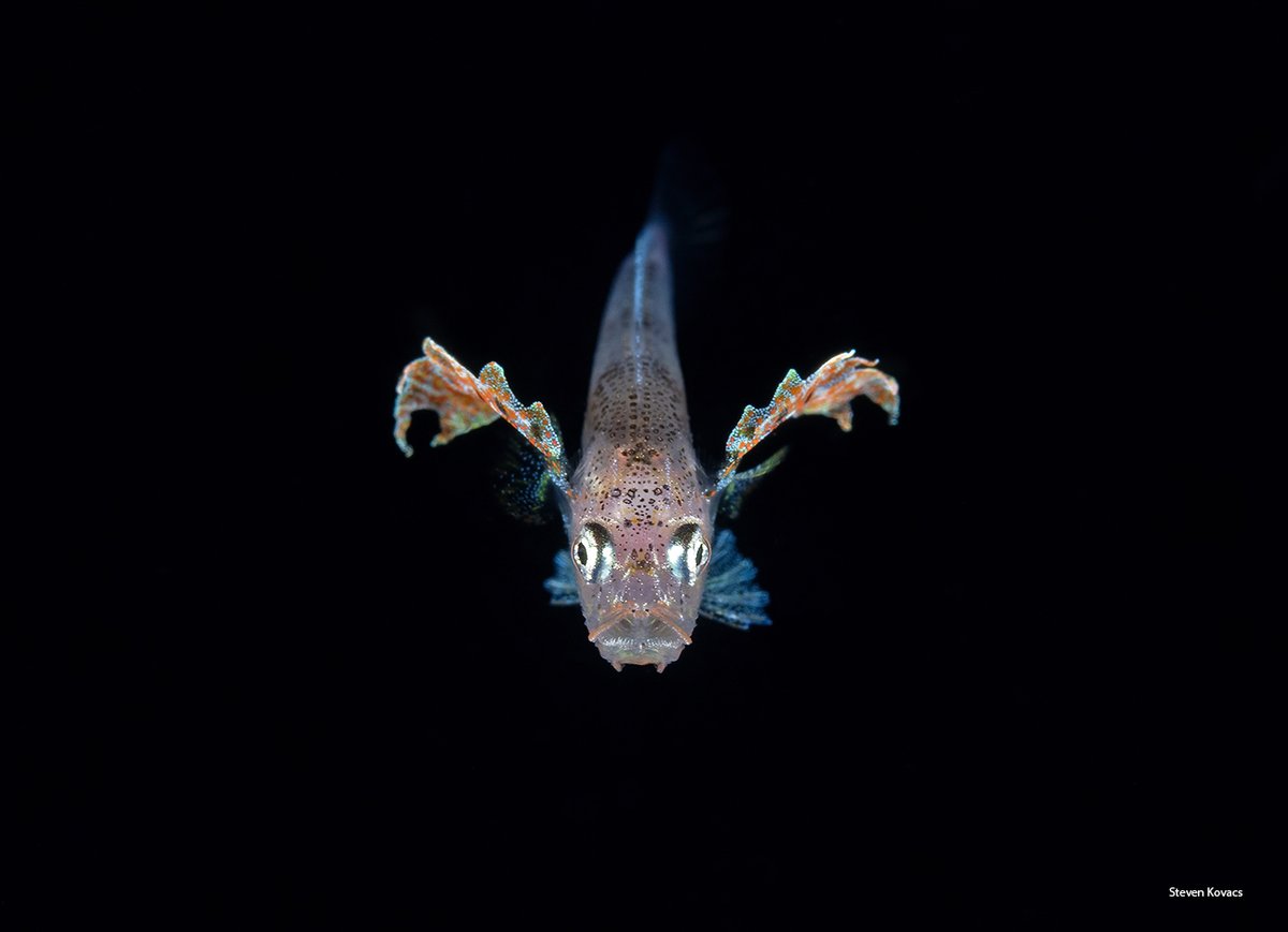 A tiny Crocodile Toothfish larva off Izu Oshima, Japan #ikelite