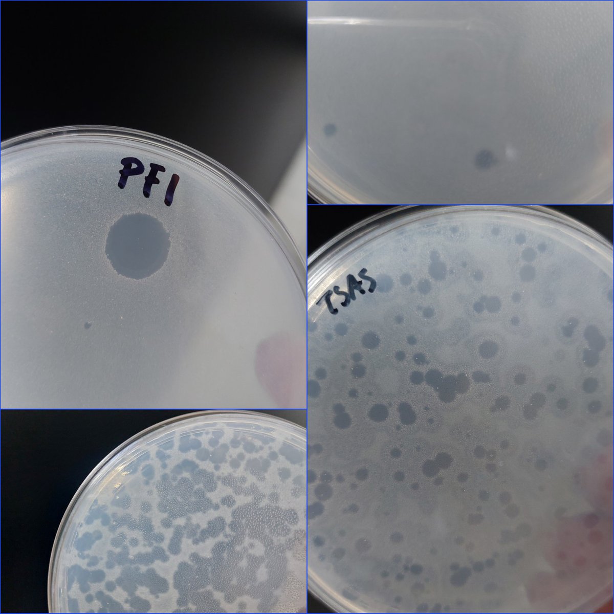 Marynes Montiel (@marynesmontiel) on Twitter photo Como no emocionarme cada vez que veo estos resultados💯💥 desde el #labmicroambiental de la <a href="/fcvespol/">Facultad de Ciencias de la Vida</a> <a href="/espol/">ESPOL</a>, continuamos trabajando en al recuperación de bacteriófagos. Dos técnicas importantes:dot y capa simple ayudan a visualizar y cuantificar las calvas formadas por los fagos Como no emocionarme cada vez que veo estos resultados💯💥 desde el #labmicroambiental de la <a href="/fcvespol/">Facultad de Ciencias de la Vida</a> <a href="/espol/">ESPOL</a>, continuamos trabajando en al recuperación de bacteriófagos. Dos técnicas importantes:dot y capa simple ayudan a visualizar y cuantificar las calvas formadas por los fagos