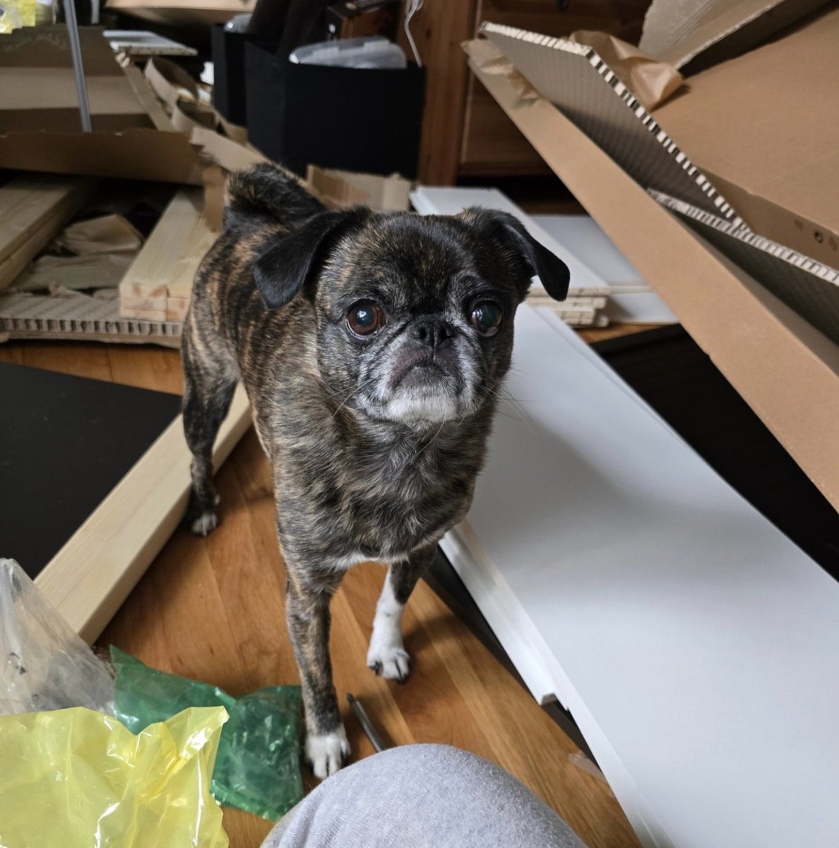 We tried putting together a new guest daybed but after unboxing &amp; breaking down all the boxes we gave up at step one &amp; made an appointment for someone to put it together for us tomorrow. #monkadoodledoo #helperpugisnothelping
