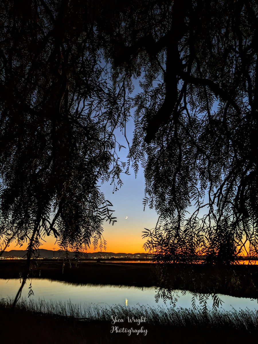 Sheatography's tweet image. Here's one from 2023 I never shared, that slipped through the cracks. 🌅🌙

#bayareaphotography #thedelta #localview #sunsetviewing #pinkpeppercorn #myview