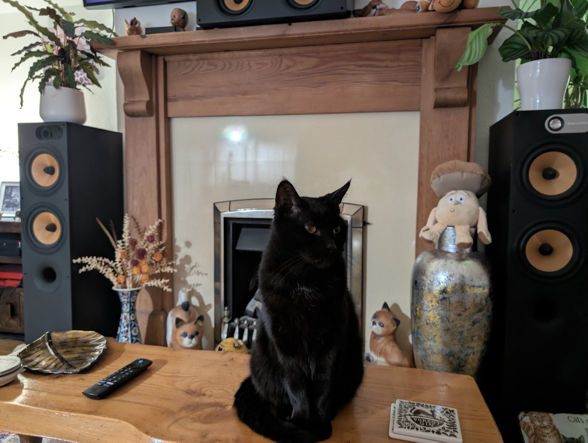 No I won't look at the camera 😹😹😹😹