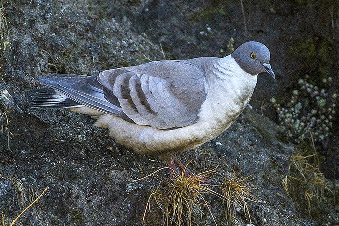 a_london_pigeon's tweet photo. Snow Pigeon (Columba leuconota)
#Nathang_Valley #Sikkim #India #May2014
This species eats crocus bulbs #among_other_things
๐ท Dibyendu Ash. https://t.co/KrayK9aYBD
