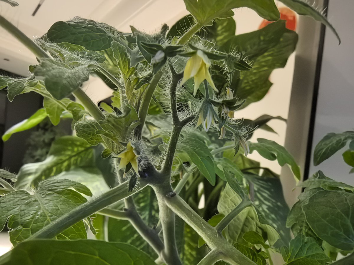 After two weeks of growth, my little tomato plants have grown taller and are about to bloom.