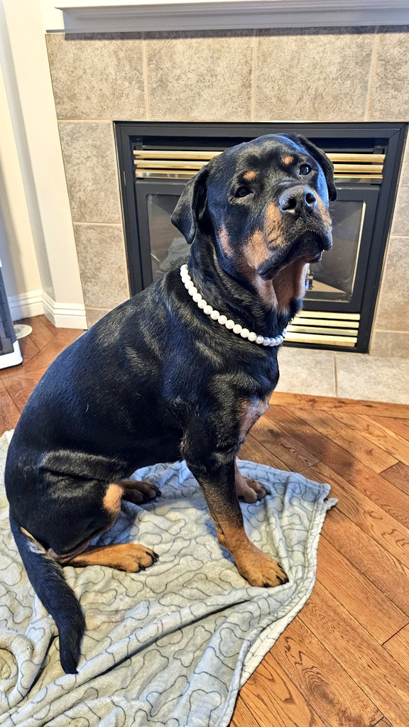 Team Servicerottie🇨🇦🐕‍🦺🦽 tweet media