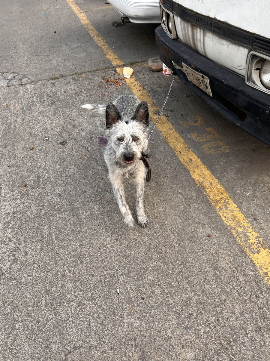 hdemauleon's tweet photo. Lo abandonaron en Tlatelolco.
RT por si alguien lo reconoce, por favor.
👇 https://t.co/SbuoagLEBs