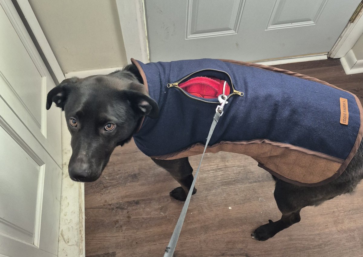 New Jacket, who dis??