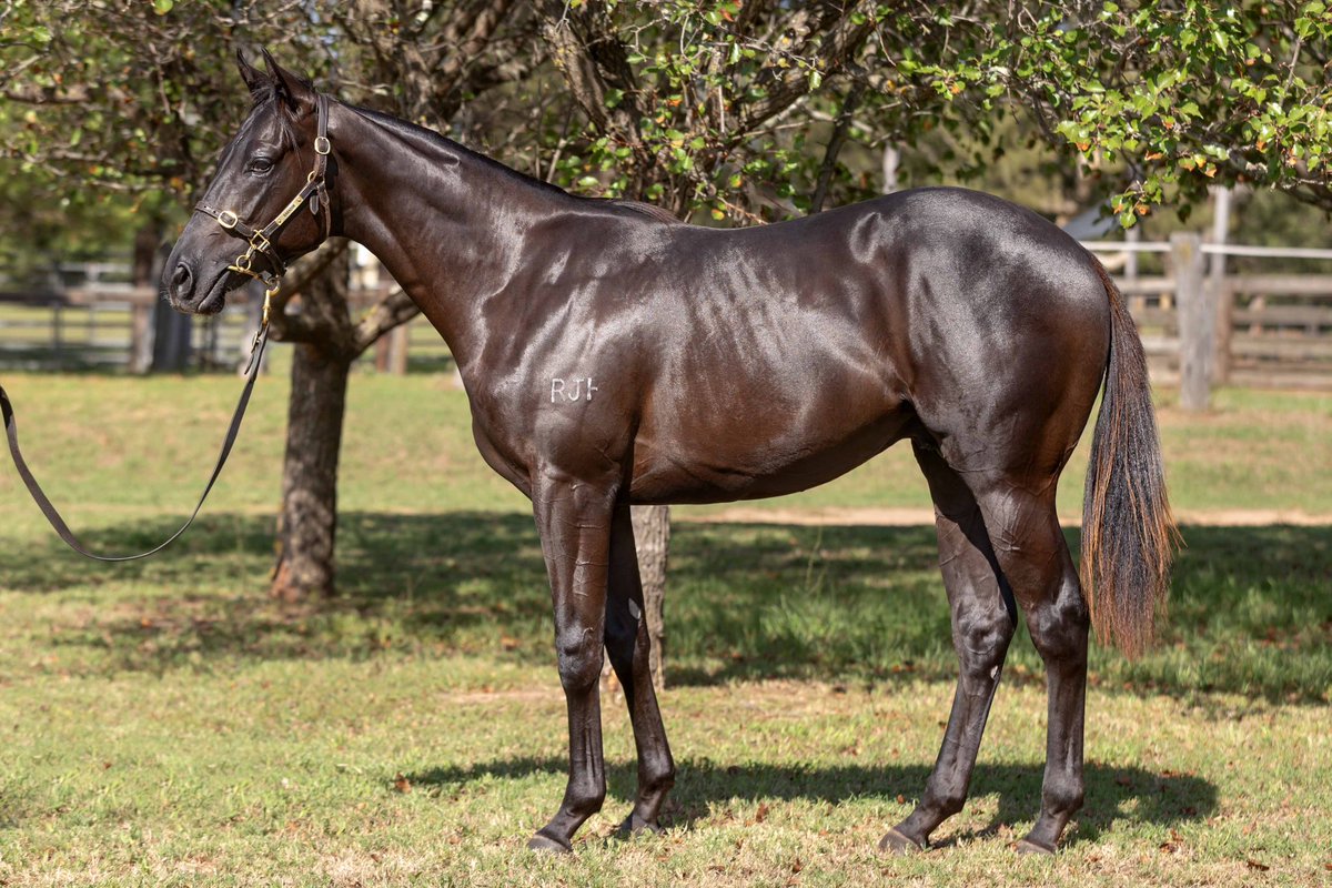 Barador Bloodstock tweet media