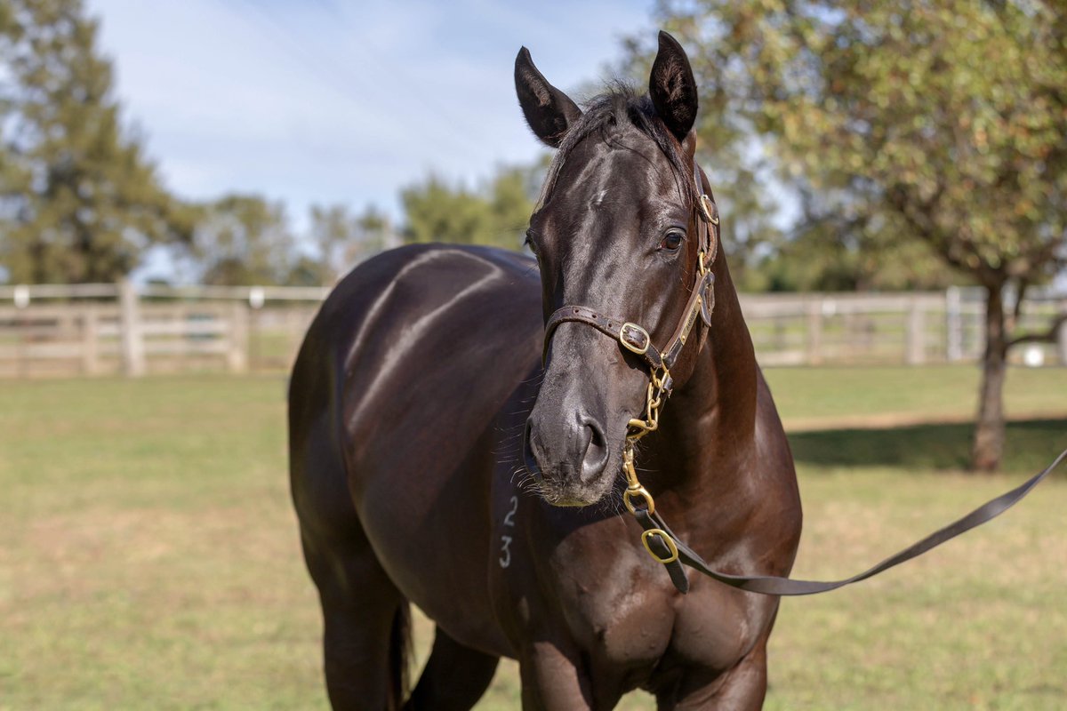 Barador Bloodstock tweet media