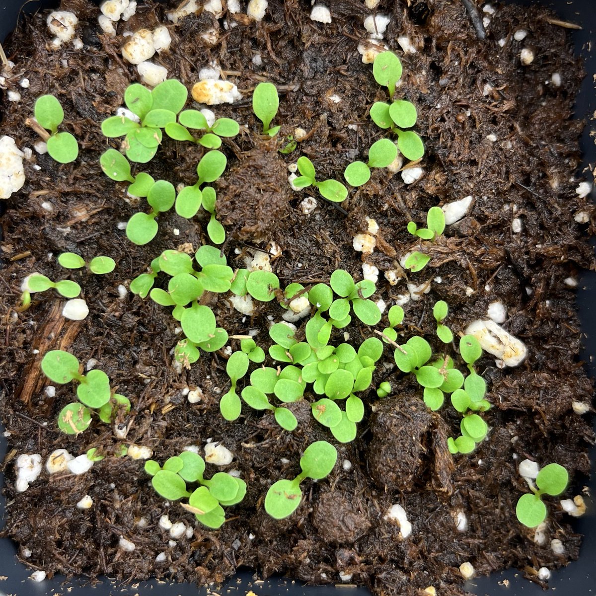 Some little dandelion (Taraxacum officinale) seedlings to brighten your Friday. I collected these seeds with my 7yo daughter this summer for use in my weed science class &amp; extension demos…now every time I open this envelope to plant more I’ll think of fun times with her ❤️