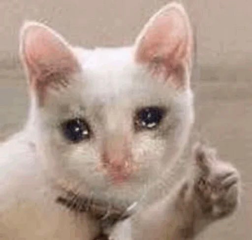 mfw I asked my kitten: “what’s 9 + 10?” 

And he replied “19”

- $Crying Cat

Ca:
2ZHYWGndLx76H7NCN4ieMRHSRAAiiWEtJFpHmmXYmE6Z