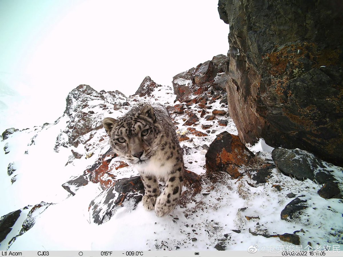trailcam tweet media