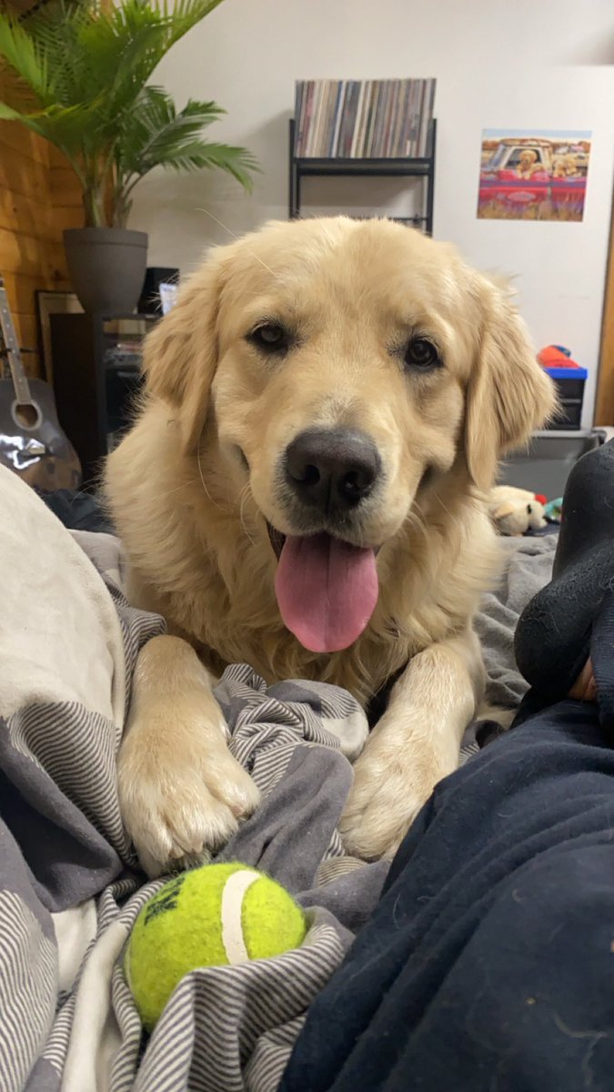 RyanBaiton's tweet photo. What better way to spend Friday night with Chewie?! https://t.co/n5GiZ8YplI